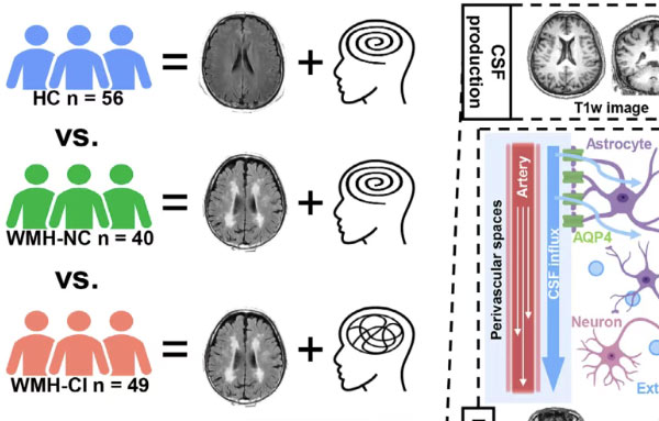 《Alzheimer's & Dementia》解密脑白质高信号认知异质性的“微生态-代谢-脑”多维图谱